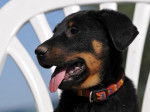 Djin, fille de Akka et Busco - Beauceron