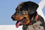 Doushka fille de Akka et Busco - Beauceron