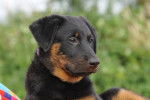 Doumaï du domaine de Bois de Chartres (2 mois) - Beauceron
