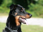 Casey Du Domaine du Bois de Chartres - Beauceron