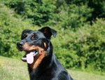 Chloée du Domaine du Bois de Chartres - Beauceron