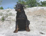 DELTA DE SAINTE PETRONILLE - Beauceron