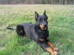 SUSIE DES ASSIERS - Beauceron
