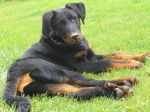 CESAR DES GARDIENS AUX COEURS TENDRES - Beauceron
