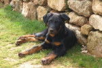 CESAR DES GARDIENS AUX COEURS TENDRES - Beauceron