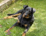 A'Talia du Domaine de Belle Rose - Beauceron