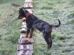 Fidji femelle beauceron Arlequin 6 mois - Beauceron (6 mois)