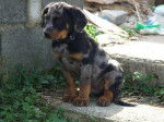 Forest, Beauceron arlequin 2 mois - Beauceron (2 mois)