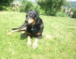 Photo Beauceron 15 ans, Merlin - Beauceron (15 ans)