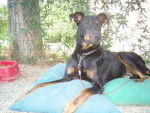Karl Beauceron de 3 ans - Beauceron (3 ans)