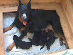Le Clan des Erynies - Beauceron