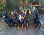 Le Clan des Erynies - Beauceron