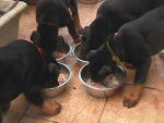 Le Clan des Erynies - Beauceron