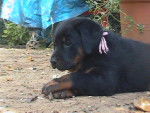 Le Clan des Erynies - Beauceron
