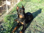 Turkan 14 mois - Beauceron (1 an et 2 mois)