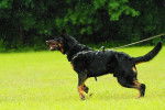 Photo Beauceron