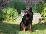 Photo Beauceron