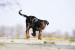Un jeune Beauceron qui marche sur un sentier de campagne
