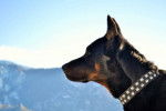 Photo Beauceron
