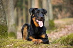 Un Beauceron allongé dans l'herbe dans une forêt