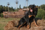 Un Beauceron assis dehors sur une botte de foin


