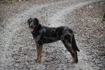 Photo Beauceron