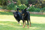 Photo Beauceron
