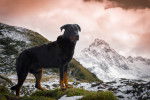 Un Beauceron qui regarde l'horizon depuis un rocher en montagne