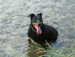 Era - Beauceron Femelle (10 ans)