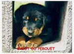 bebelle - Beauceron Femelle (9 mois)