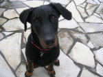 Farouk - Beauceron Mâle (1 an)