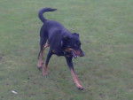 Babine - Beauceron Femelle (6 ans)
