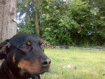titane - Beauceron Femelle (1 an)