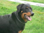 roky - Beauceron Mâle (1 an)