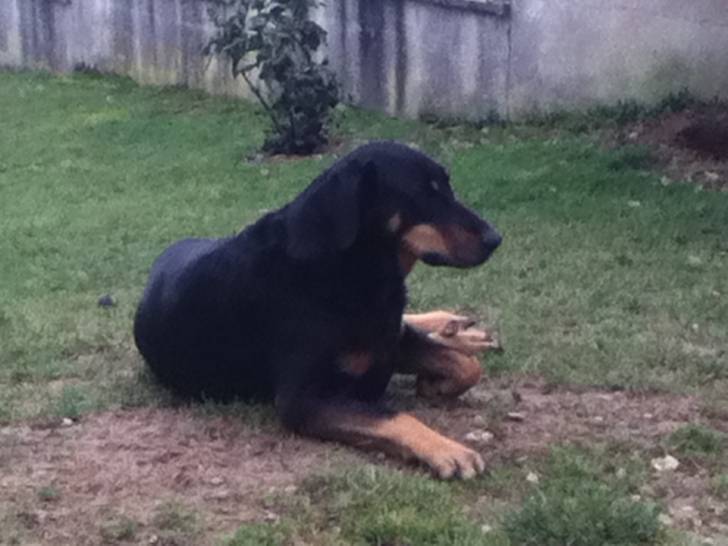 Athène - Beauceron Femelle (7 ans)