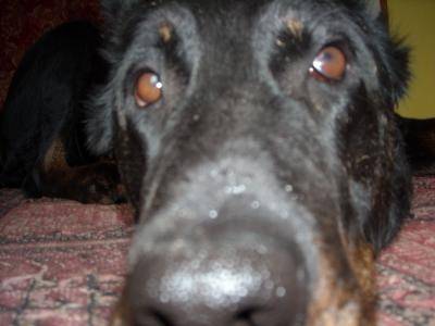 Ula - Beauceron Femelle (6 ans)