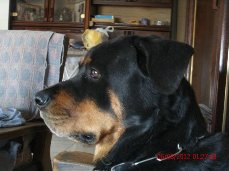 tyson - Beauceron Mâle (3 ans)