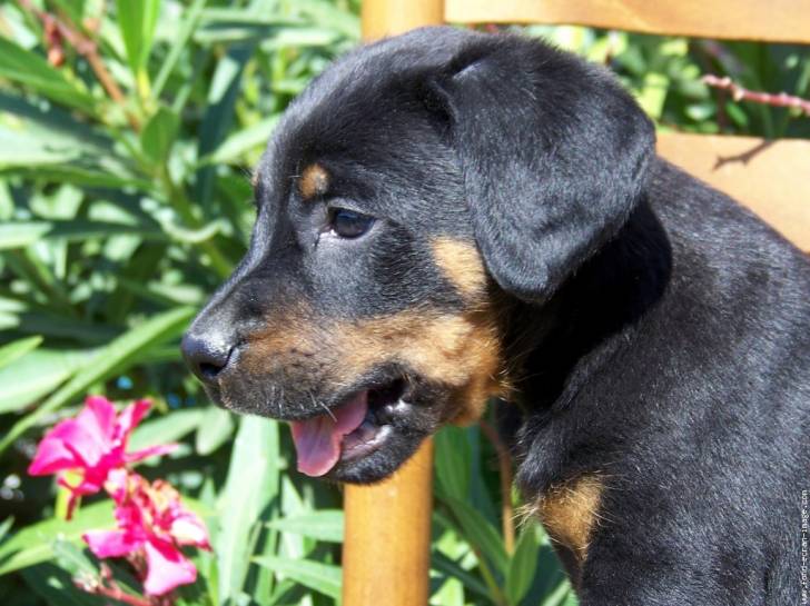 cansie 3mois - Beauceron Femelle (3 mois)