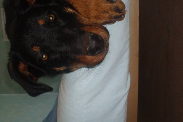 Dixy - Beauceron Femelle (7 mois)