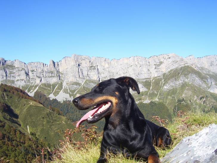 Calypso - Beauceron Femelle (2 ans)