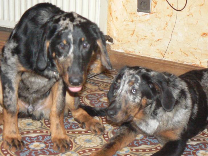 Heros Hepsy - Beauceron Mâle (7 mois)