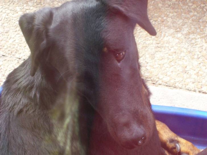 anouk - Beauceron Femelle (5 ans)