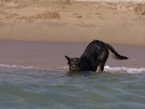 beauceron arlequin - Beauceron