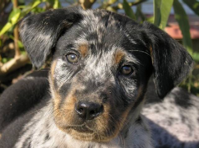 beauceron arlequin - Beauceron