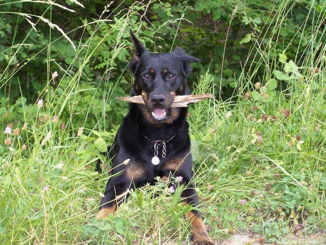 Texas - Berger de Beauce - Beauceron
