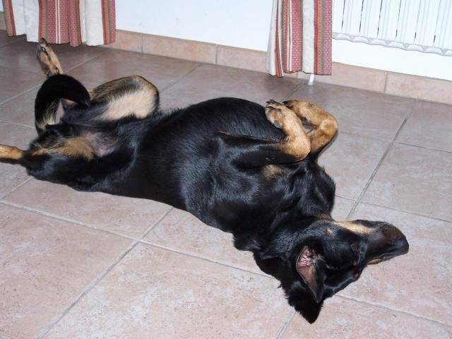 Berger de Beauce - Texas - Beauceron