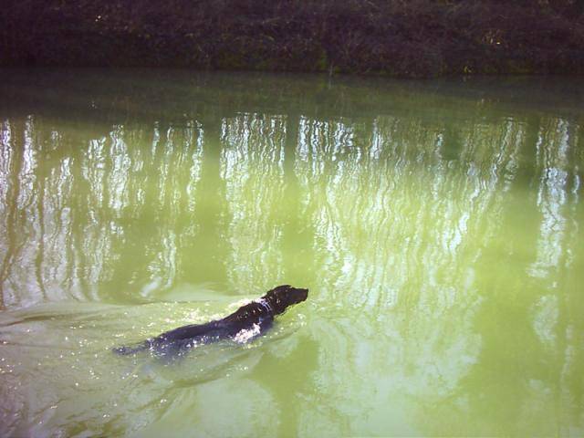 BEAUCERON dit BAS -ROUGE - Beauceron