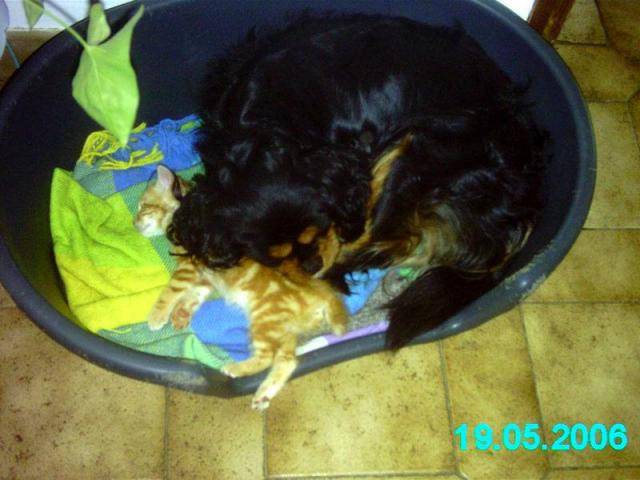 BEAUCERON dit BAS -ROUGE - Beauceron