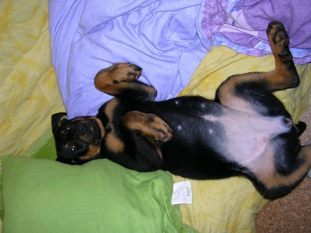 bas rouge Alfa - Beauceron