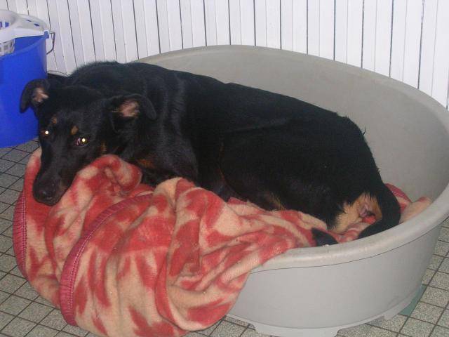 beauceron Alfa - Beauceron